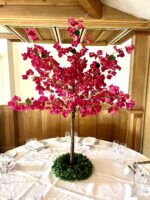 Bourgainvillea Trees - Image 3